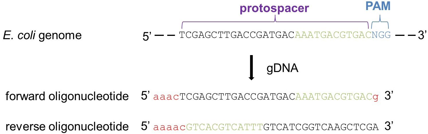 使用crispr Cas9在大肠埃希杆菌中进行逐步多基因敲除 Bio Protocol