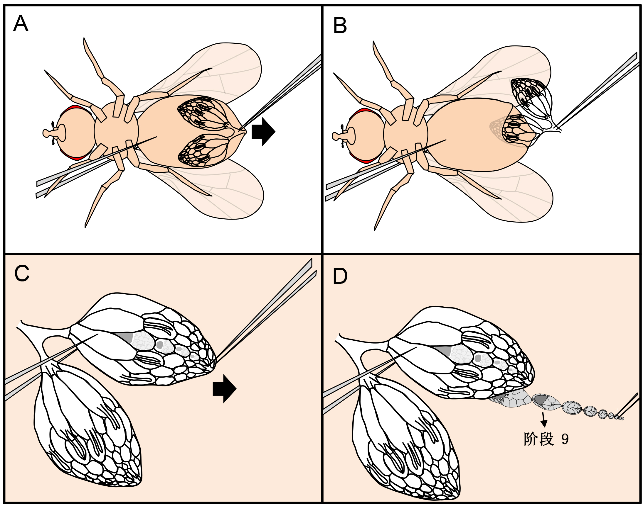 雌雄果蝇腹面手绘图图片