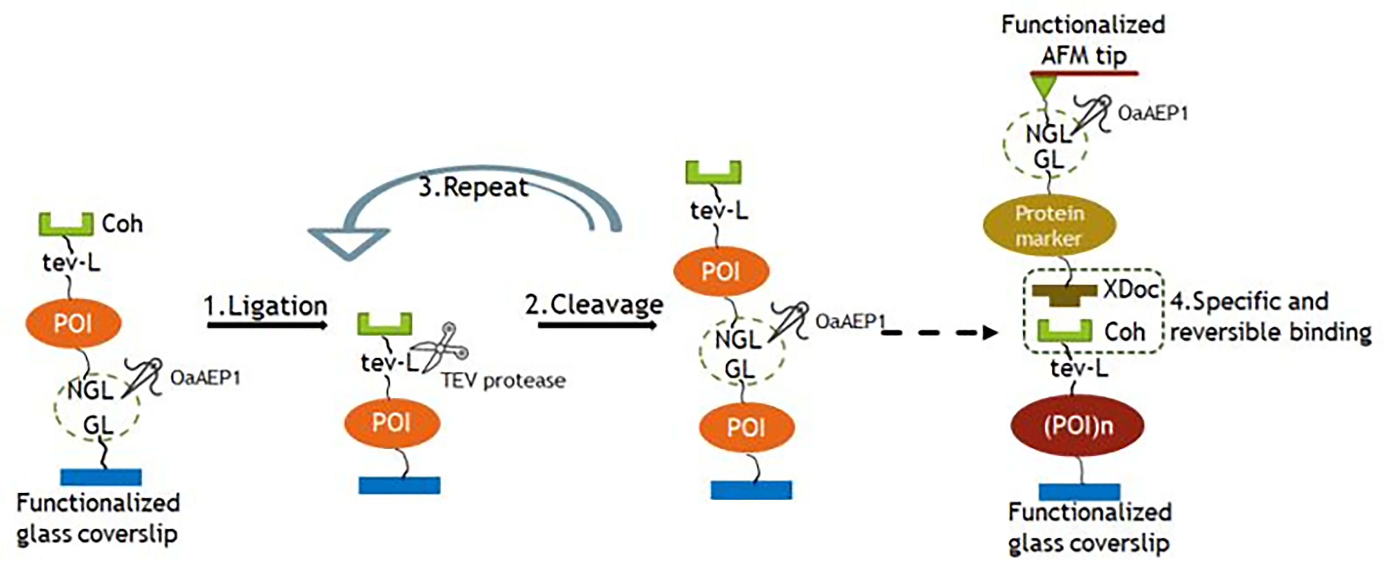 利用oaaep1和tev蛋白酶进行蛋白聚合物 多聚蛋白的酶促构建 Bio Protocol