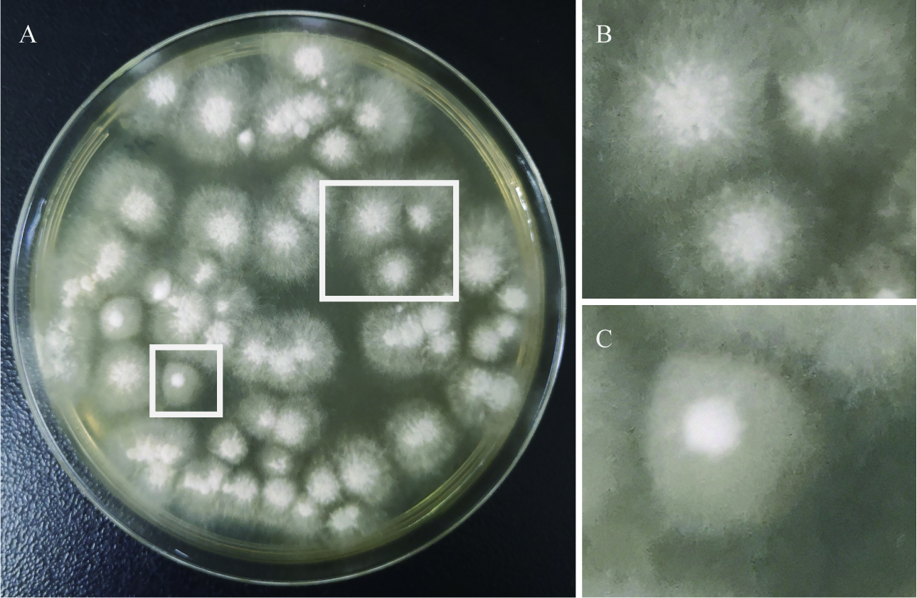 腐生葡萄球菌菌落图片