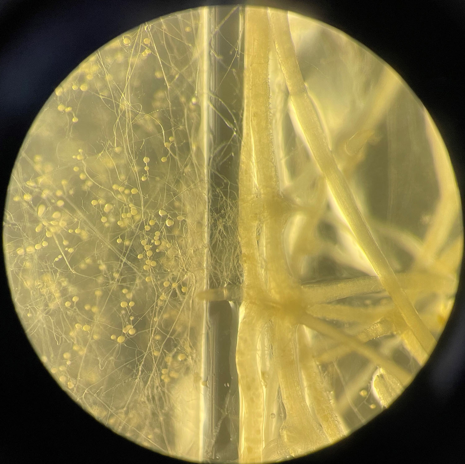 图1 根室中被am真菌侵染的胡萝卜根系和菌丝室中的菌丝及孢子