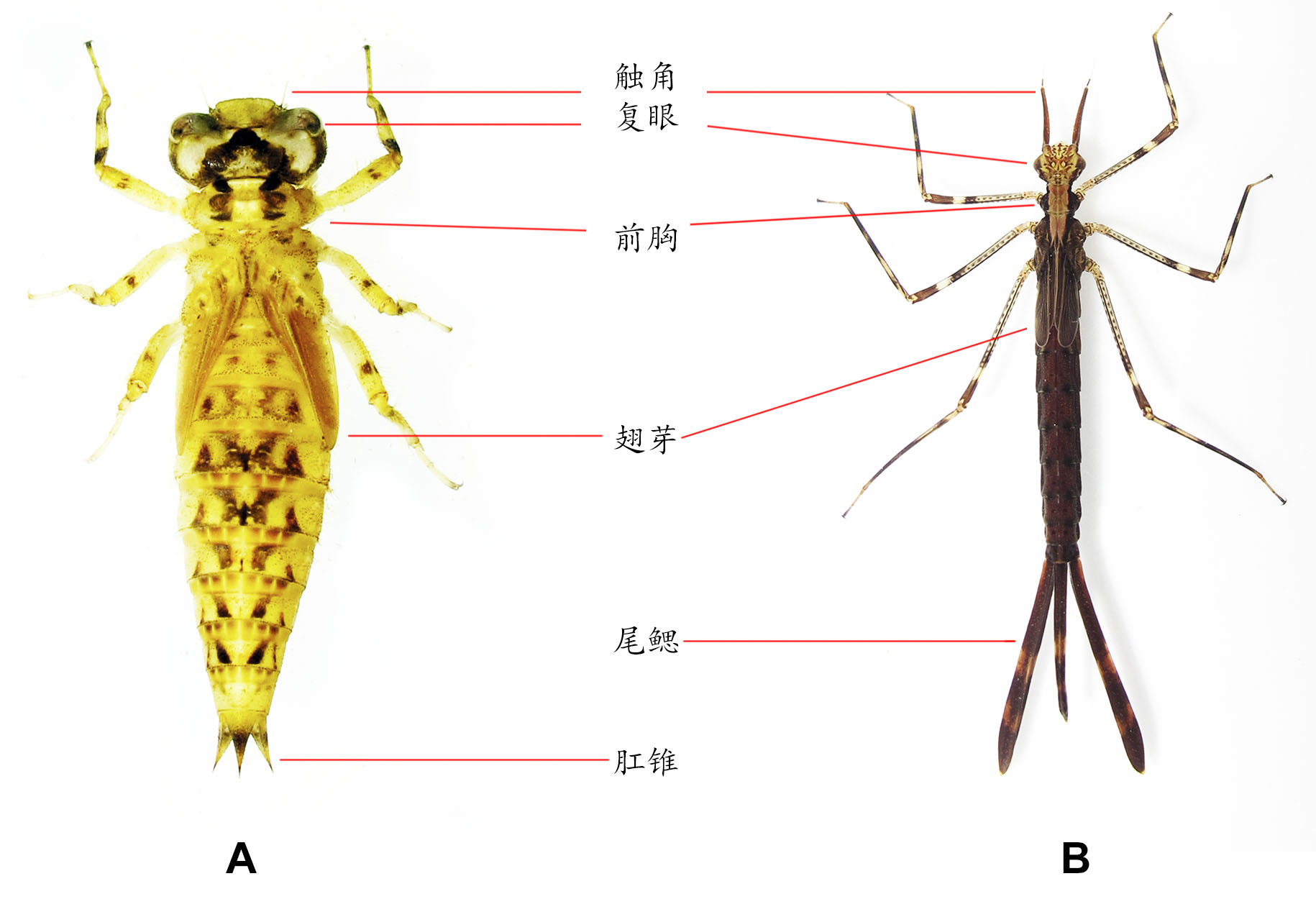 与差翅类 (下)蜻蜓成虫分类鉴定常用到的特征包括翅脉,雄性的次生生殖